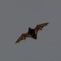 Image result for Maryland Bats