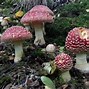 Image result for agaric�deo