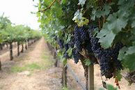 Image result for Stonehedge Petite Sirah Reserve