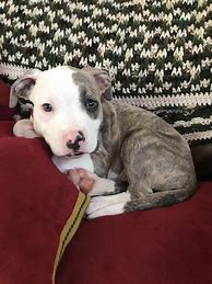 Image result for Cute Pitbull Mix Puppies