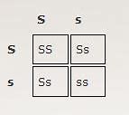 Image result for Punnett Square Diagram