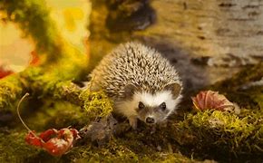 Image result for Hedgehog Breeds