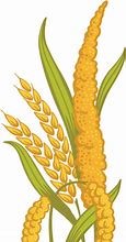 Image result for Millet Grain Vector