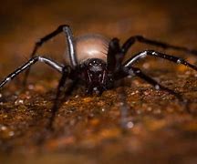Image result for Biggest Spider in the UK