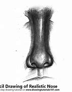 Image result for Nose Pencil Sketch
