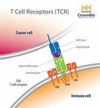 Image result for Chat T-cell