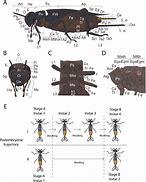 Image result for cave cricket life cycle