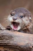 Image result for Baby Otter Photos