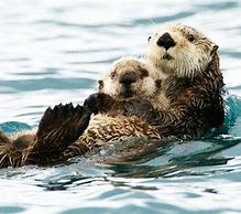 Image result for River Otter Eating