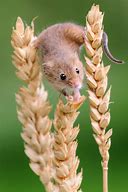Image result for Cute Mouse Pics