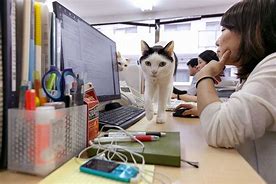 Image result for Office Cat