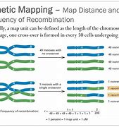 Image result for Genetic Linkage Map