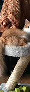 Image result for Fluffy Cat Tail