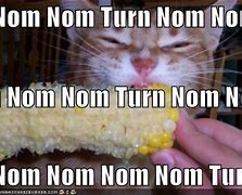 Image result for Corn Cat Meme