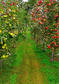 Image result for Back Yard Apple Orchard