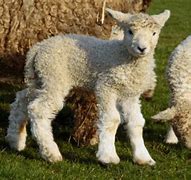 Image result for Welsh Lamb