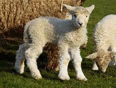 Image result for Welsh Sheep Lamb