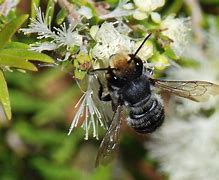 Image result for Megachile Pluto Indonesia
