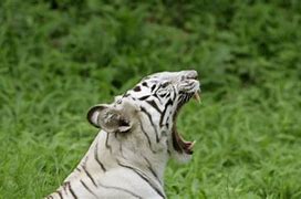 Image result for Angry White Tiger Attack