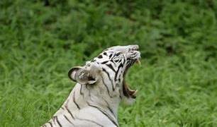 Image result for White Tiger Attack