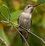 Image result for hummingbirds