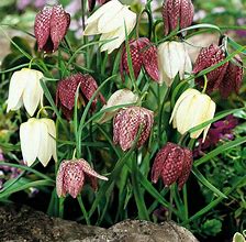 Image result for Fritillaria meleagris