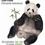 Image result for Giant Panda Bamboo Forest Habitat