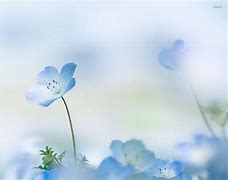 Image result for Dark Background with Tiny Flowers