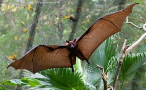 Image result for Flying Fox Wing Rip