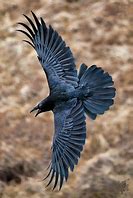 Image result for Raven and Crow Feathers