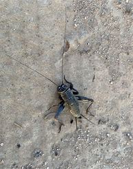 Image result for Arizona Crickets