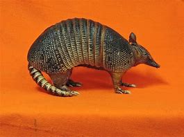 Image result for Texas Armadillo