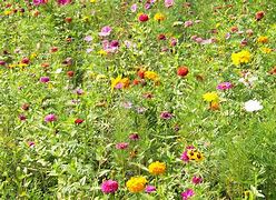 Image result for Basic Wildflowers