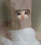 Image result for Crying Cat with Beanie Meme