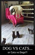Image result for Cat Seance Funny