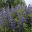 Bildergebnis für Baptisia Blueberry Sundae