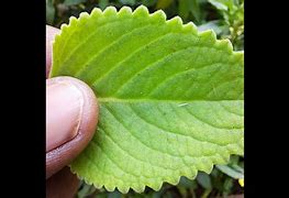 Image result for Camera Samples by Samsung Galaxy M33