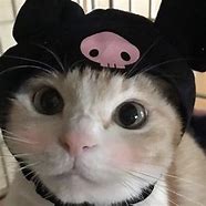 Image result for Cat Aesthetic PFP with Hat