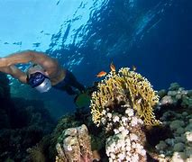Image result for buceo