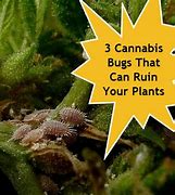 Image result for Pests On Marijuana Plants