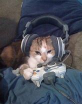 Image result for Cat Meme Gameing