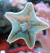 Image result for Asterinidae dieet. Size: 176 x 185. Source: www.aquaportail.com