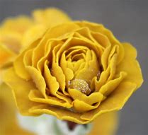 Image result for Primula auricula Golden Splendour
