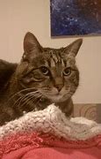 Image result for Printable Sassy Cat
