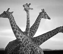 Image result for Black and White African Animals