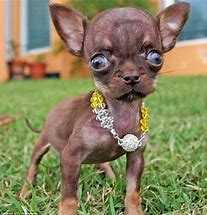 Image result for World's Smallest Dog Breed