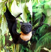 Image result for Fruit Bat Toys