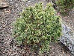 Image result for Pinus strobus Tiny Kurls