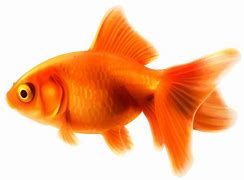 Image result for Small Fish Inages