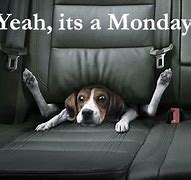Image result for Happy Monday Puppy Meme